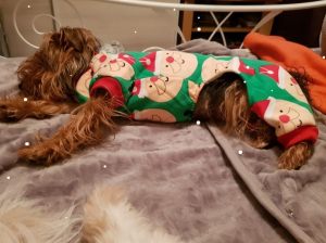 Pyjama pour chien de Noel - Yorkshire - Noé - Taille XL